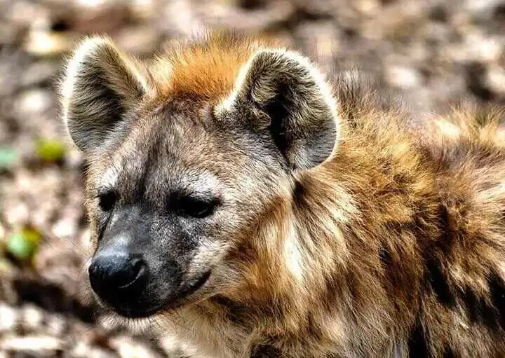 Spotted Hyena Close up